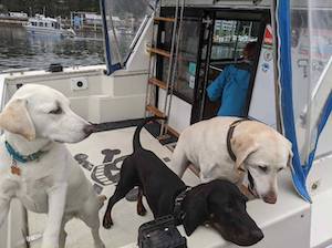 Luna, Boone, and Brandi on deck