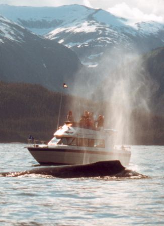 whale watching in Alaska