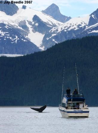 Rum Runner watching whales in Alaska