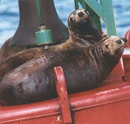 Sea Lions in Alaska