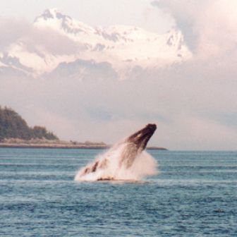 jumping whale photo series taken from our boat