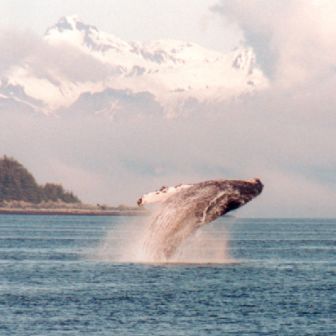 jumping whale photo series taken from our boat