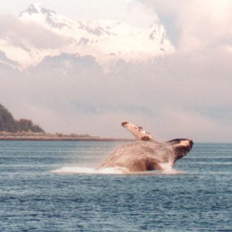 jumping whale photo series taken from our boat