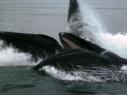 Watch whales feeding from our boat