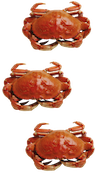 Dungeness Crabs