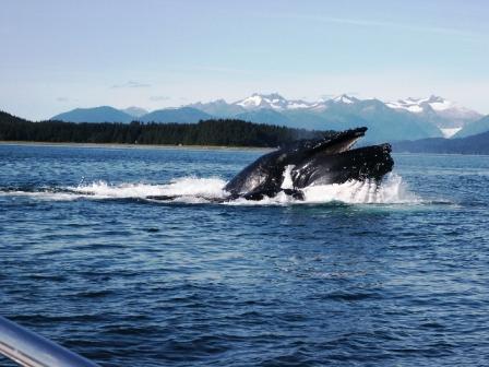 whale watching in Alaska