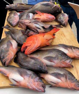 Great Rock Fish catch on Alaska fishing adventure