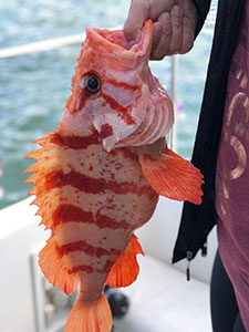 Rock Fish on deck, Juneau fishing charter